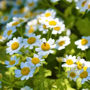 Feverfew Organic Seeds (Tanacetum parthenium) – Heirloom, Open-Pollinated | Hardy medicinal herb with daisy-like blooms, natural remedy use