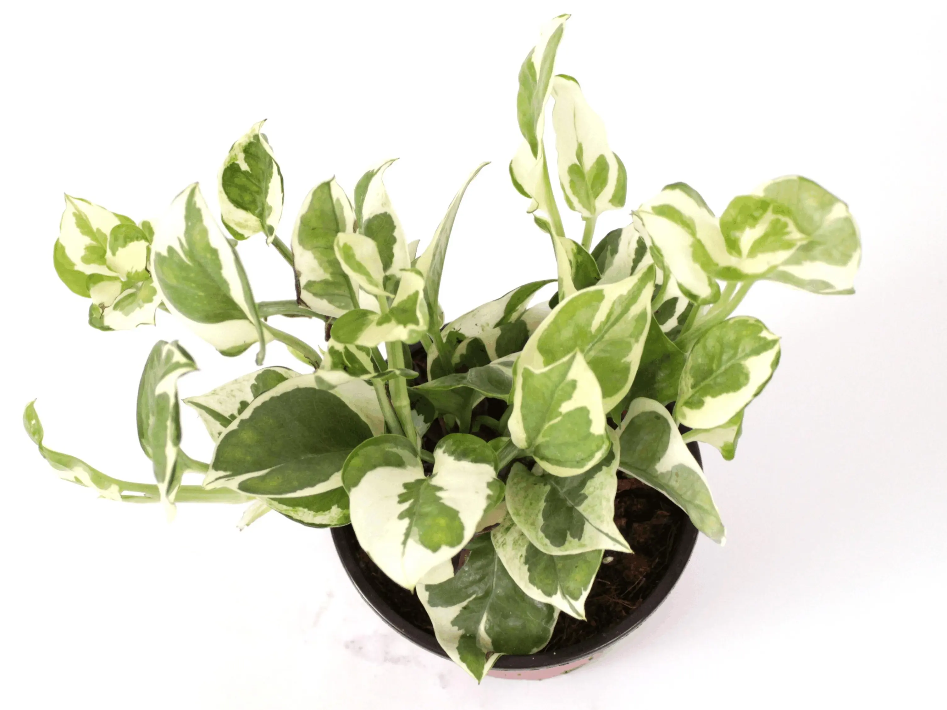 Pothos NJoy Potted Live Plant 4in - Rare Variegated Houseplant - Epipremnum Aureum - White & Green Foliage - Vining Indoor Plant - Tropical Gift - Low Maintenance - Compact Growth - Easy Care Vine - Heart Shaped Leaves