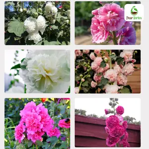 Holly Hook 200 Seeds - Charter Double Mix for Planting Outdoors - Durable & Easy to Grow - Heirloom Garden Plant