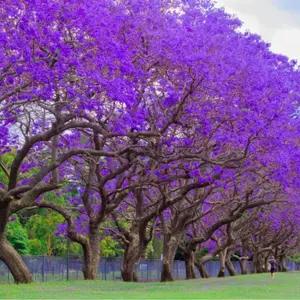 LIVE PLANT 3ft Tabebuia impetiginosa - Purple Trumpet Tree - White cedar