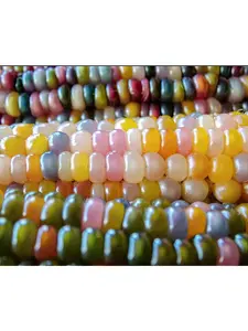 Glass Gem Corn Seeds - Heirloom Organically Grown, Packaged - Sizes 15, 25, 35 Seeds per Pack Variety And Adaptability