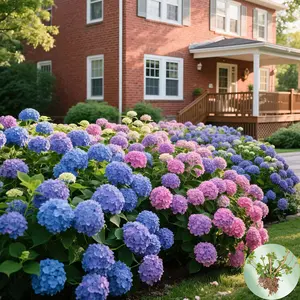 Multi-Color Hydrangea Live Plant, Blooming Bush with Lush Flowers – Vibrant Garden Perennial, Easy Care for Beginners, Perfect Holiday Gift