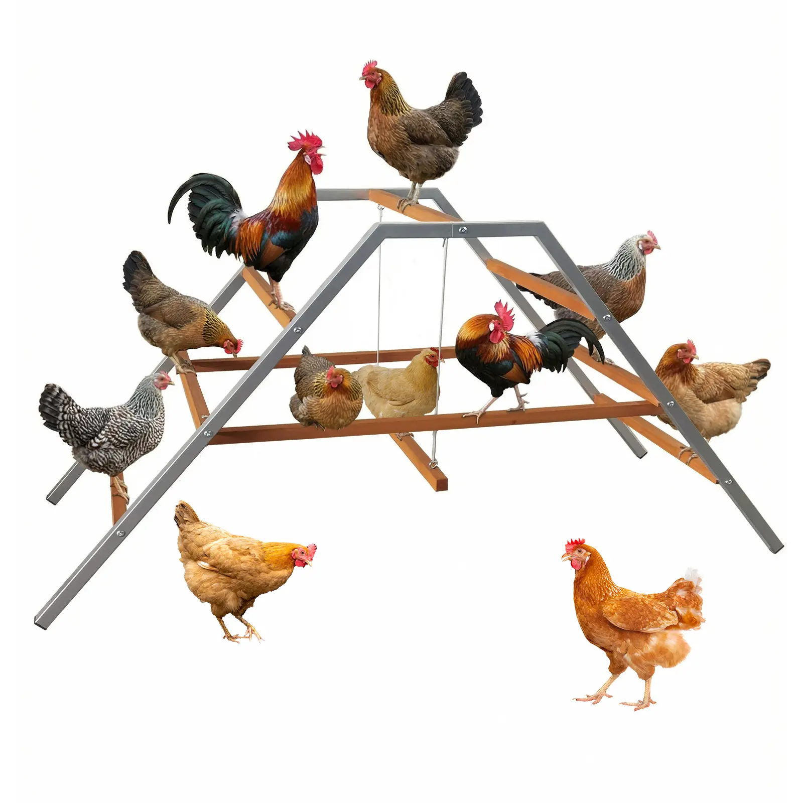 Sturdy Wooden & Rustproof Metal Chicken Roosting Ladder with Perch and Swing – Easy Assembly & Cleaning – Promotes Healthy Birds – Basic Bird Cage Accessory for Coops