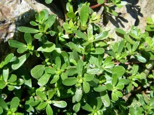 Heirloom Verdolaga Pusley Green Purslane Herb Seeds, 3-Pack x 2000 Open-Pollinated Heirloom Flower Seeds for Home Gardening Fresh Harvest, Open-Pollinated Heirloom Flowers