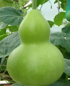 Gourd Seeds - Giant Bottle, Ornamental, Ideal for Home Decor and Crafting