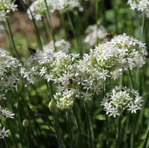 Graceful White Allium Flowers- 60 Bulbs with Planting Tool - Easy Growing Spring Blooming Perennial - Attracts Butterflies, Bees & Hummingbirds