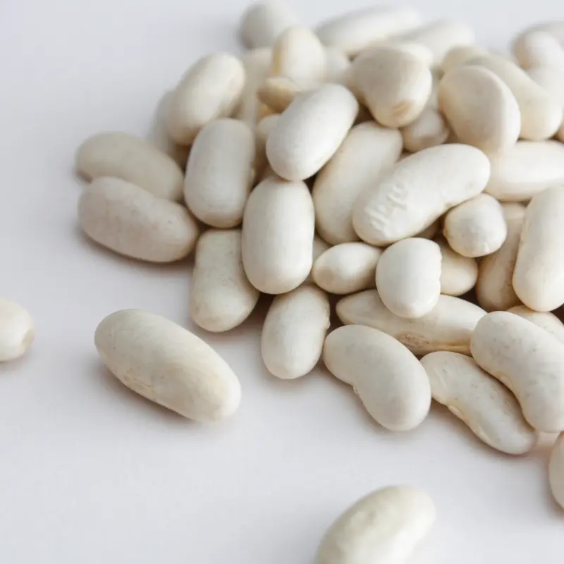 Cannellino Italian Shell Dry Bean Seeds (Phaseolus vulgaris) Classic white bean for creamy soups and stews. High-yielding, heirloom shelling variety from Italy.