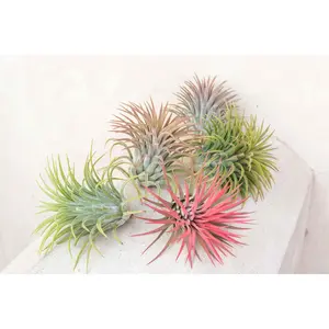 XL Tillandsia Ionantha Rubra Air Plants  [5 Pack]