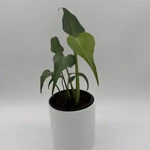 Rare Monstera Burle Marx Flame 6" pot Rare Plant - Unique Leaves  Collectors plant Live Tropical House Plant, Indoor Home Decoration