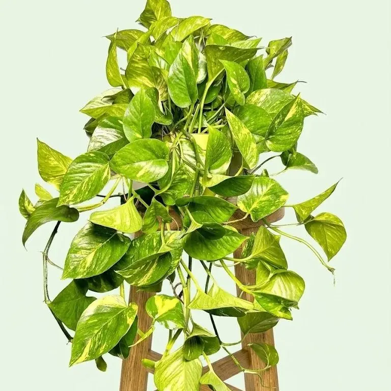 6” XXL Golden Pothos – Beginner Friendly Indoor Plant (Add Weather Protection if Below 40° or above 95)