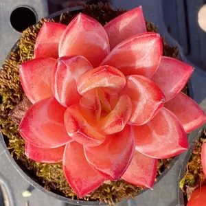 10 Rare succulent seeds, Echeveria Koukihime seeds