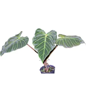 Philodendron verrucosum