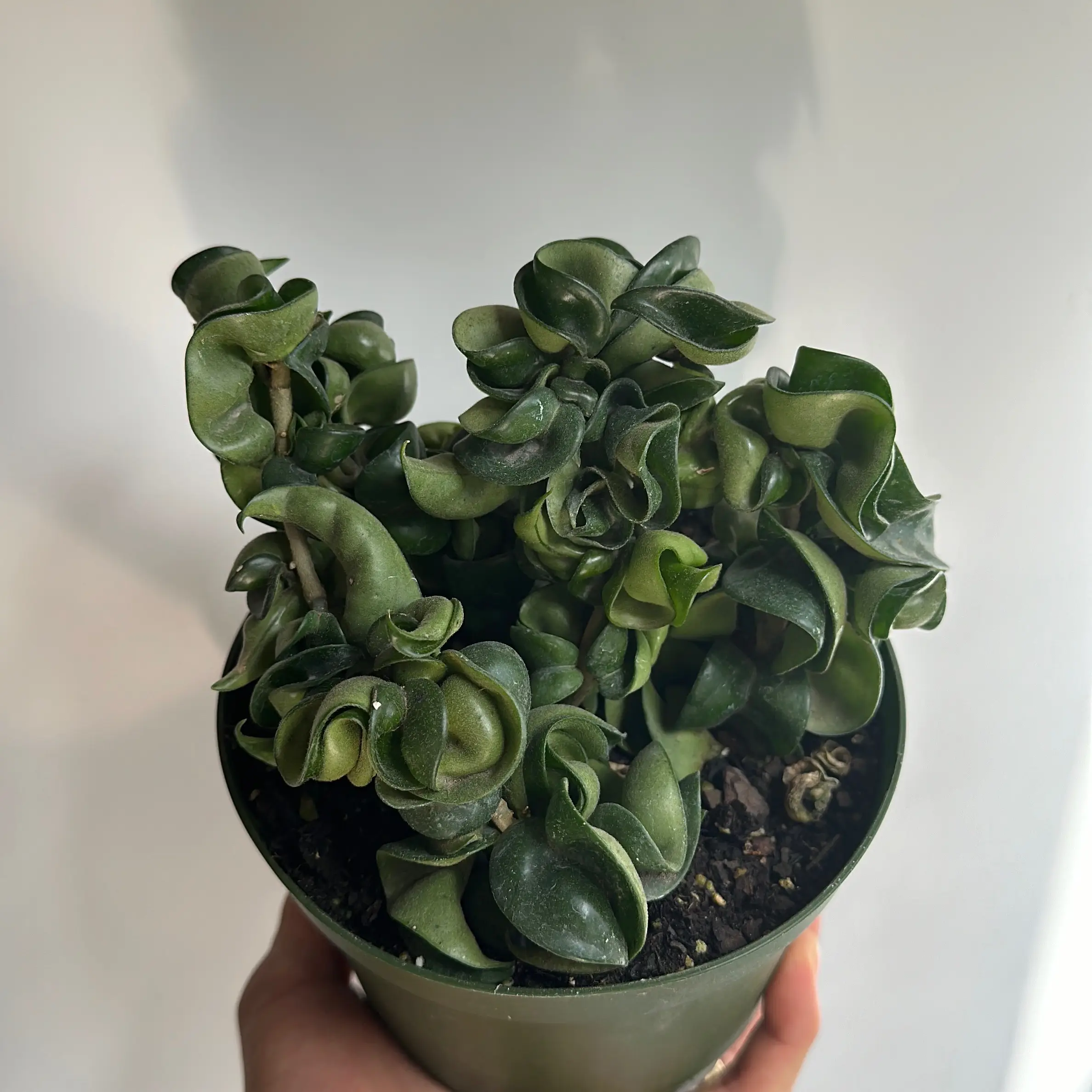 Hoya Hindu Rope 6 pot Inch Pet Safe House Plant with Unique Twisted Leaves, Low Maintenance Care, Ideal for Any Home