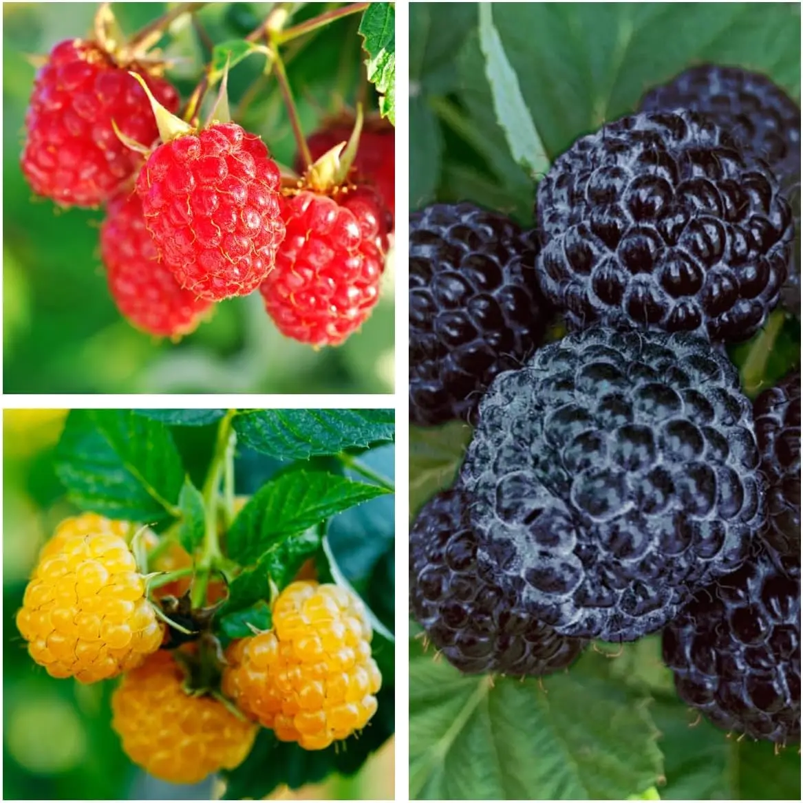 100pcs Organic Non-GMO Heirloom Mix Raspberry Seeds - Healthy Vegetable Fruit & Rare Flower Seeds for Low-Cost Full Sun Home Garden Planting