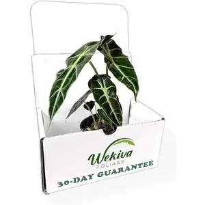 Elephant Ear African Mask Dwarf Alocasia - Live Plant in a 4 Inch Pot - Alocasia Polly - Beautiful Easy to Grow Air Purifying Indoor Plant