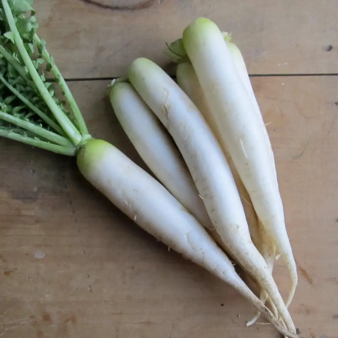Organic Japanese Minowase Daikon Radish Seeds (Raphanus sativus) – 100+ Seeds for Long, Mildly Spicy White Roots