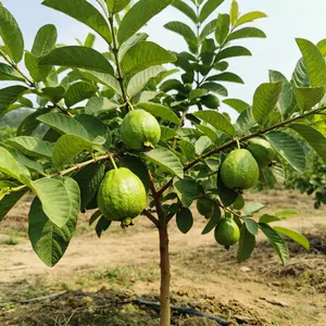 (ML#FF)  Live Guava Tree Tropical Fruit Plant Seedling for Backyard Garden Patio or Container Growing