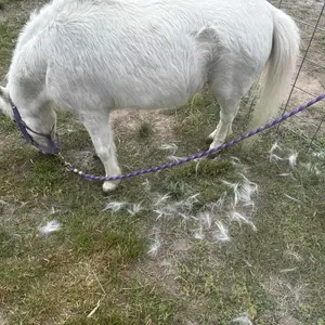 SleekEZ Horse Brush for Shedding & Grooming, Deshedding Tool for Short & Long Haired Horses