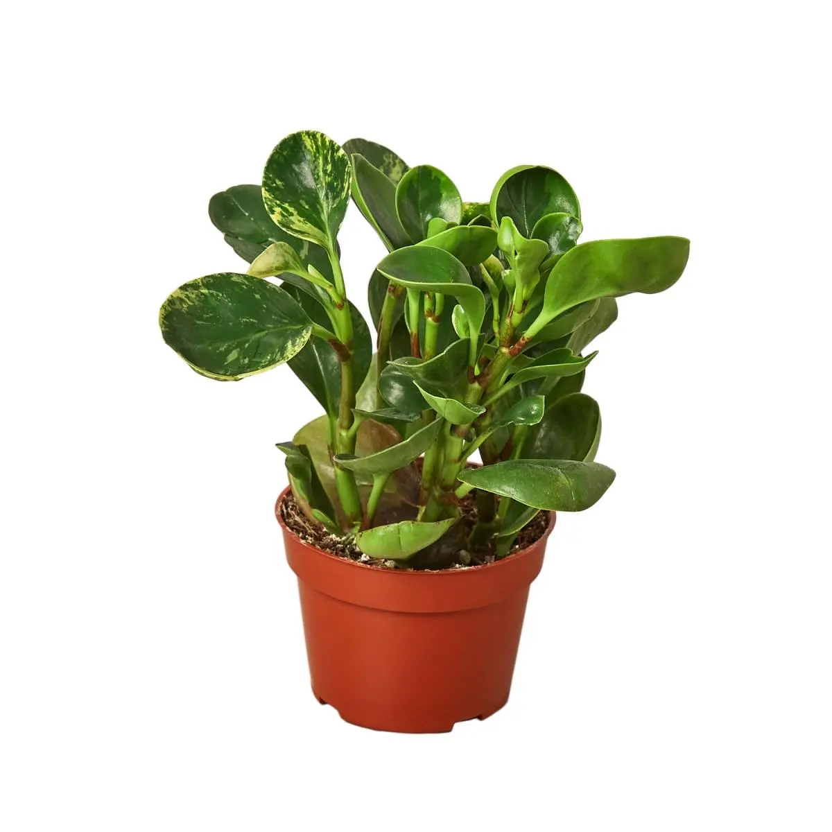 212 MAIN Variegated Marble Peperomia Tropical Houseplant, 4 in. Pot, Low Light-Tolerant Houseplant for Home Decor Aesthetics, Houseplants