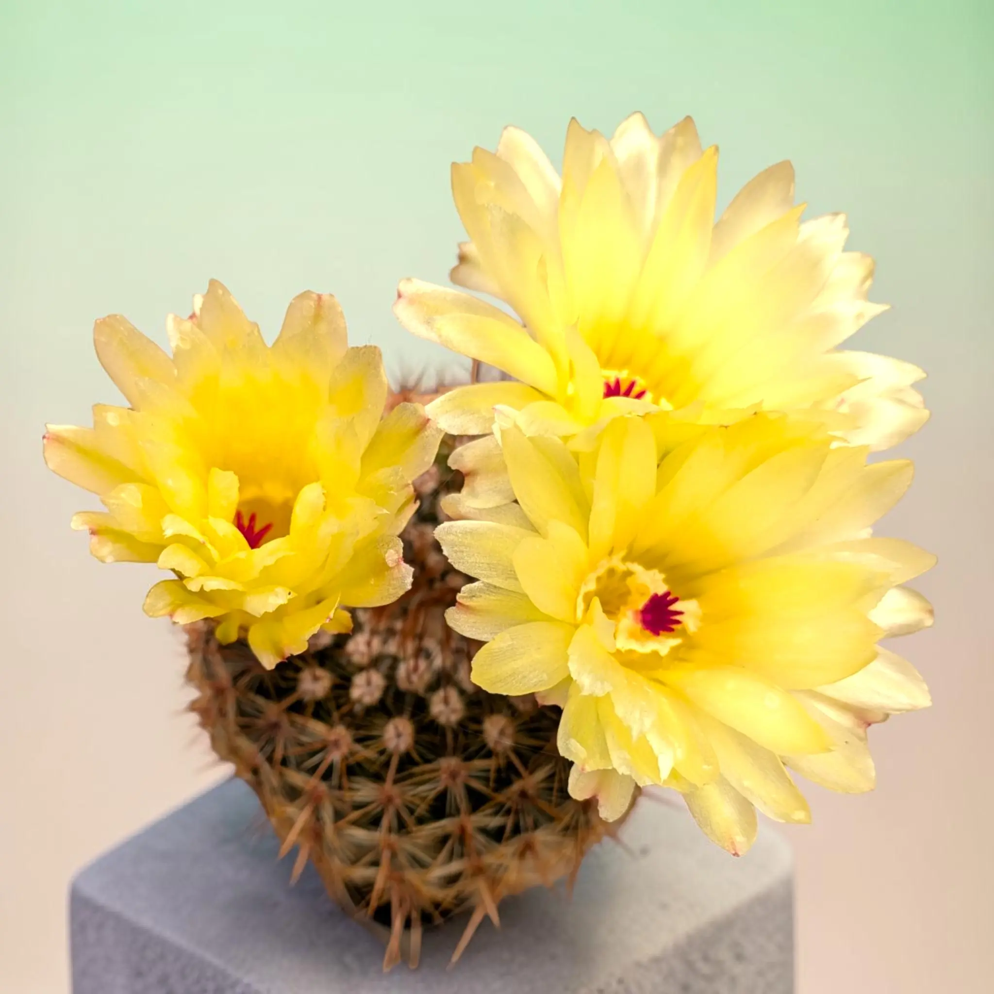 Parodia erubescense Common Ball Cactus