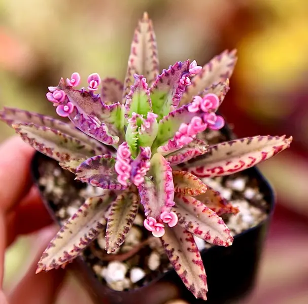 Kalanchoe Pink Butterfly in 2 Inches Pot, Pink Succulent Mother of Thousands Houseplant