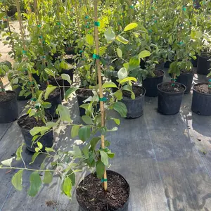 Jujube Tree (Grafted )