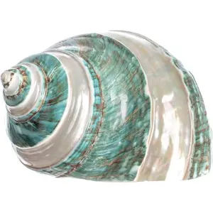 Hermit Crab Shells | Turbo Shells | Jade Green Banded Turbo Shell 4"-4.5" | Hermit Crab House for Décor | Plus Free Nautical eBook by Joseph Rains