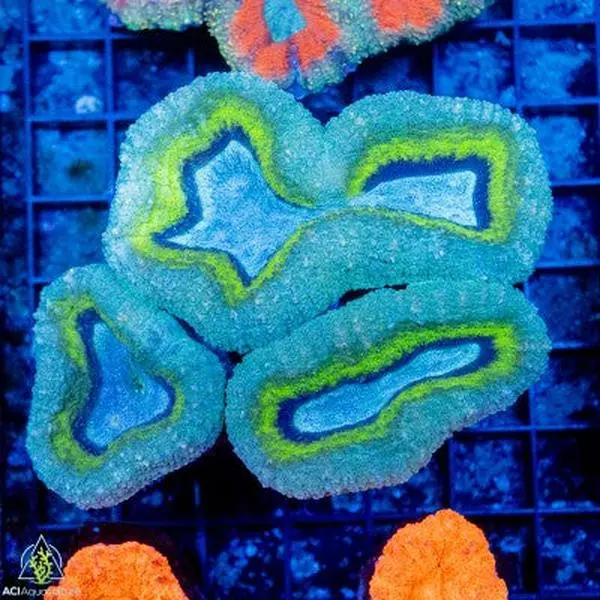 Multi Color Lobophyllia (M/L)