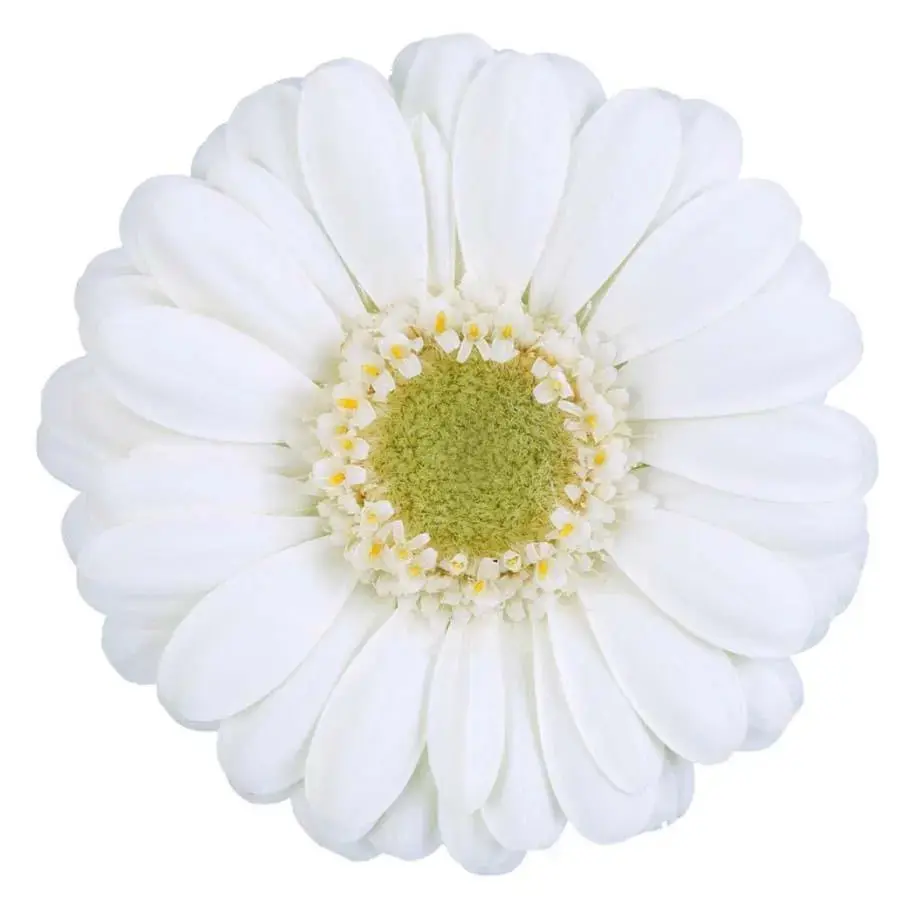 Mini Gerber Albino - 60 Stem Bunch