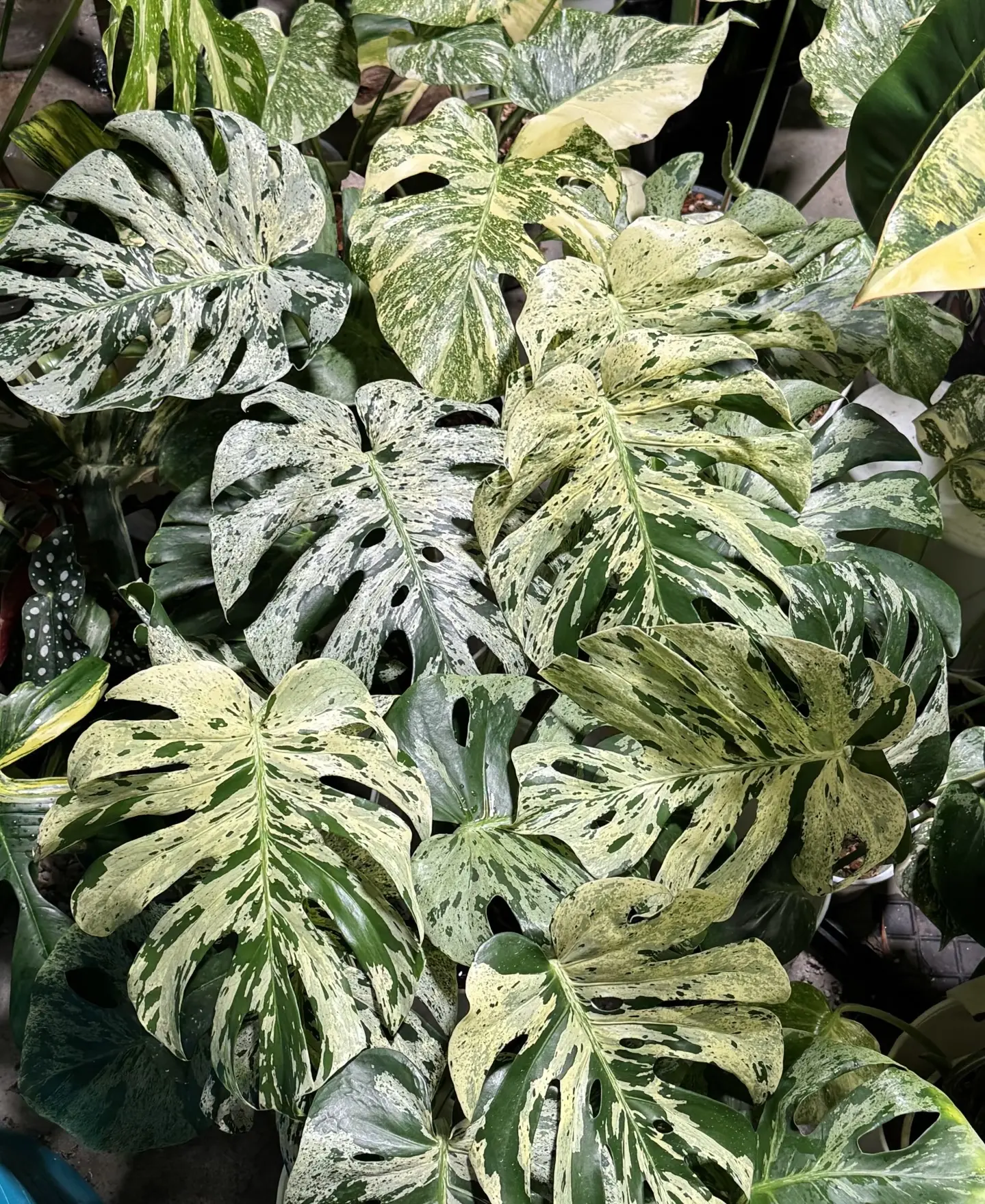 Rare Monstera Bulbasaur Premium Variegated Live Starter Plant 2-Inch Pot | Collector Monstera