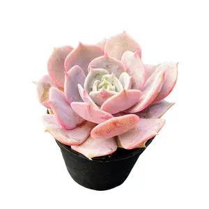 Live Succulent Plants in 2in Planter Ready to Repot Easy to Survive for Succulents Collectors Starters, Party Favor, Gift Idea, DIY Project, Partial Sun Less Water