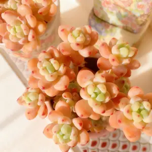 Sedum Clavatum  -Head Succulent – Live Plant with Full, Lush Look | Easy Care & Perfect for Decor