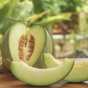 Heirloom Green Honeydew Melon Seeds - Organic and Regenerative Gardening Seeds