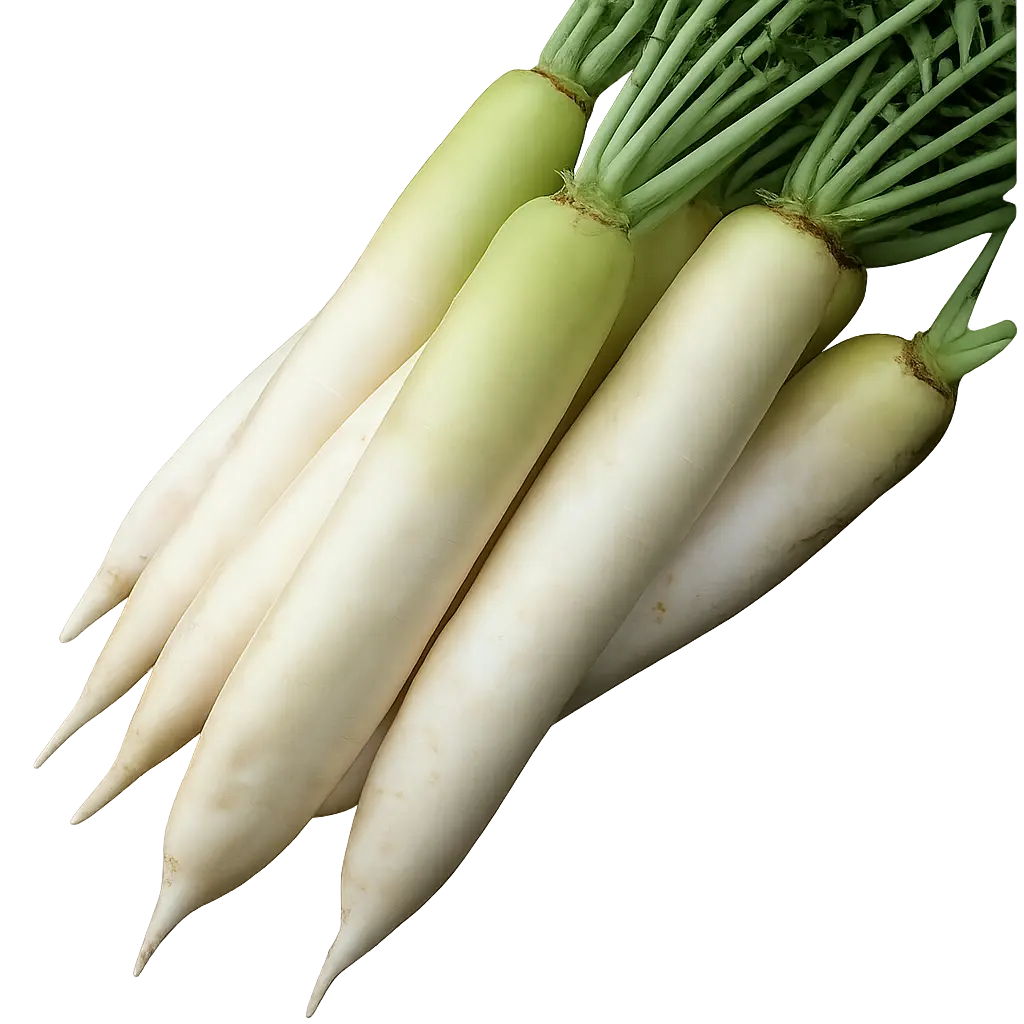 Daikon Radish -Japanese White Radish Seeds