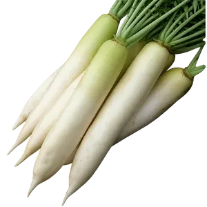 Daikon Radish -Japanese White Radish Seeds