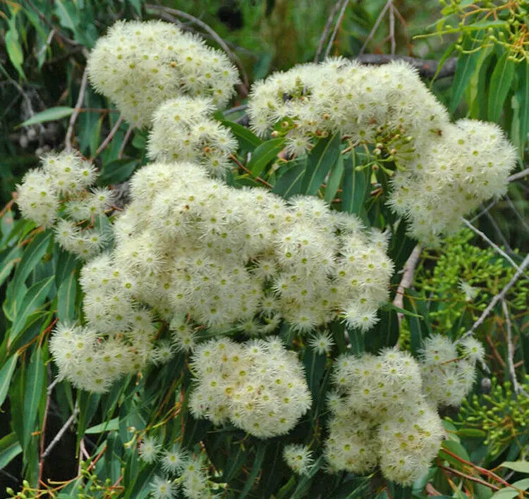 LIVE PLANT 3ft Eucalyptus Corymbia intermedia - Pink bloodwood