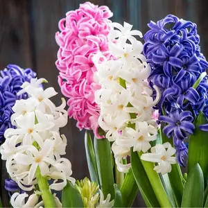 Mixed Color Hyacinth Bulbs - Fragrant Hyacinths (6 Bulbs)