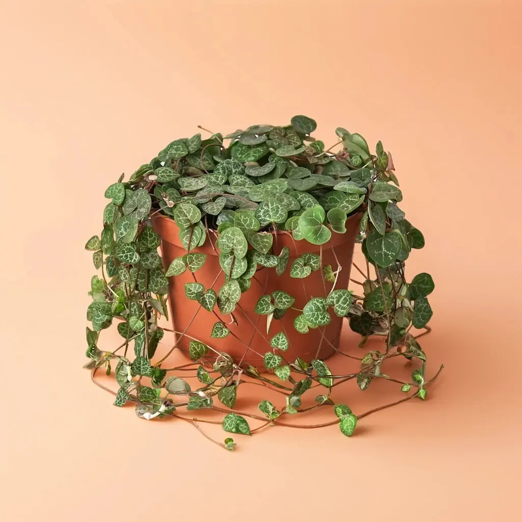 4" Succulent String of Hearts – Indoor Live Plant, Medium Gift, Heart-Shaped Leaves, Easy Care & Pet Safe, Trailing Decor Plant
