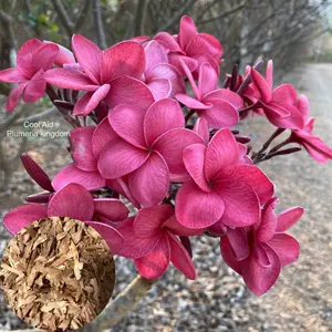Green River 10 Cool Aid Plumeria Seeds - Flower Seed Pack, Waxy Tropical Blooms, Premium Perennial Plant Seeds for Garden Décor and Hawaiian Leis