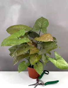 Syngonium Candy Berry