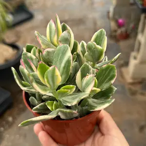 Variegated Jade 4 in pot