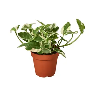 N'Joy Variegated Pothos Live Plant, 6 in. Potted Indoor Tropical House Plant, Ideal for Home & Garden Decor, Potted Indoor Plants