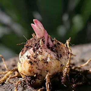 Farmers recommend scented lily bulbs hydroponics & soil planting, perennial, cold-resistant, beautiful flowers, suitable for home balcony decoration