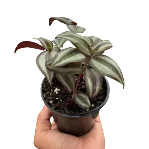 Tradescantia Zebrina 'Wandering Dude'
