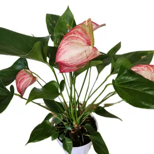 anthurium pink and white flowering houseplant 6"