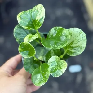 Peperomia Obtusifolia Marble in 4” Pot Live Houseplants