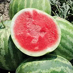 50 watermelon seeds Planted - Family Heirloom Non-GMO high-quality Fruit Seed Planting Family Garden