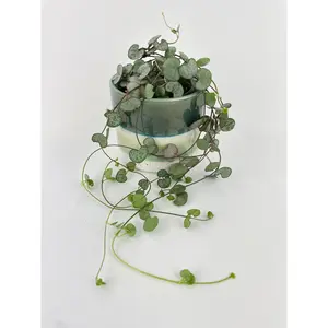 Silver Glory String of Hearts