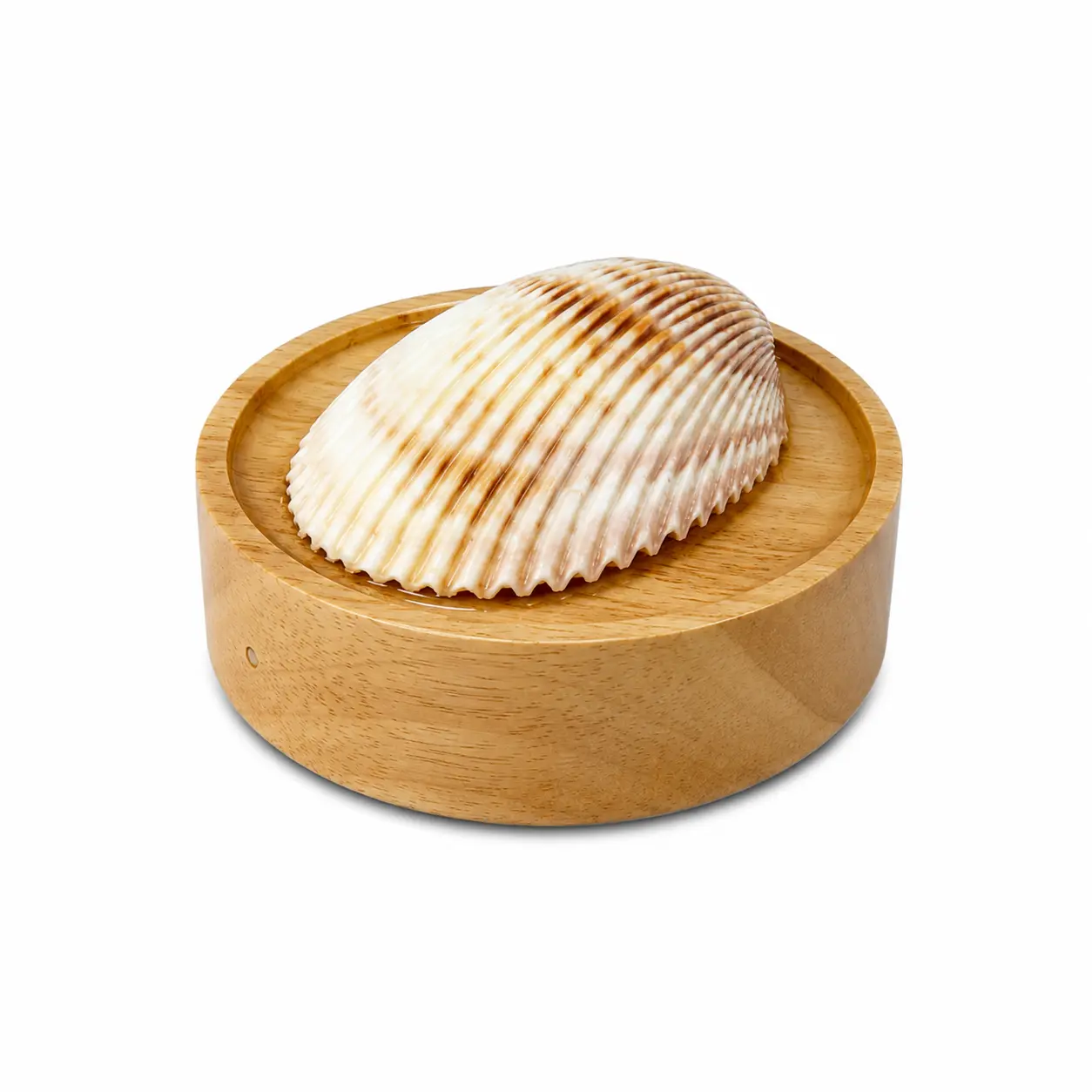 Real Sea Shell Beach Night Light Real, Natural, Perfect for Beach Home Decor