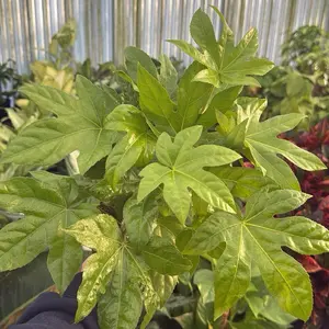 6” Fatsia Japonica